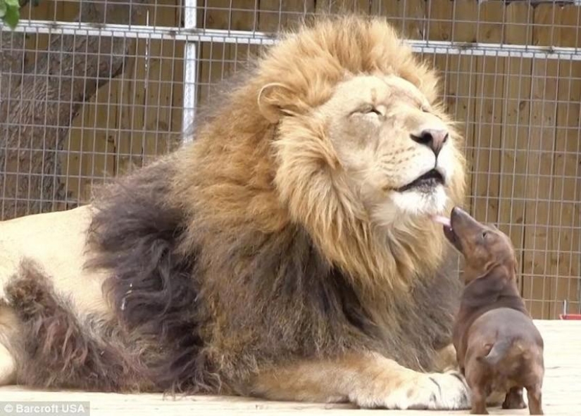 Lion and dachshunds - an unusual friendship