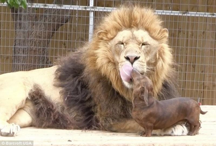 Lion and dachshunds - an unusual friendship