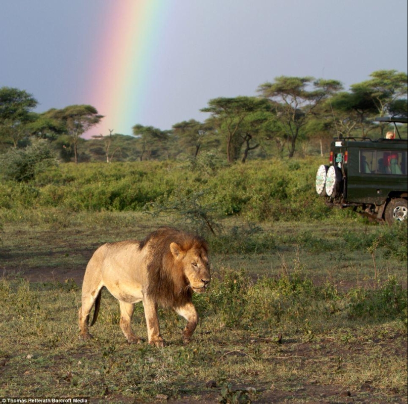Lion and rainbow