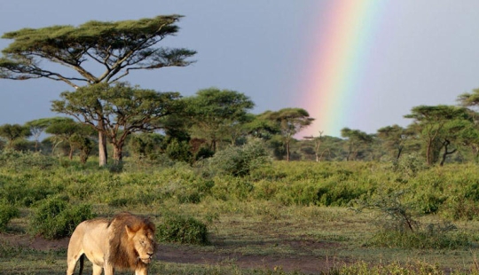 Lion and rainbow Lion and rainbow