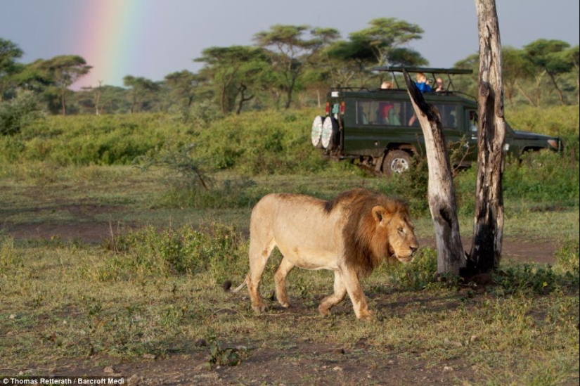 Lion and rainbow