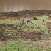 Lion cubs quarreled with a cheetah