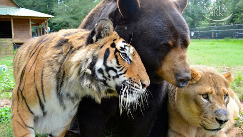 Lion, tiger and bear - together for 15 years Lion, tiger and bear - together for 15 years