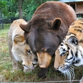 Lion, tiger and bear - together for 15 years
