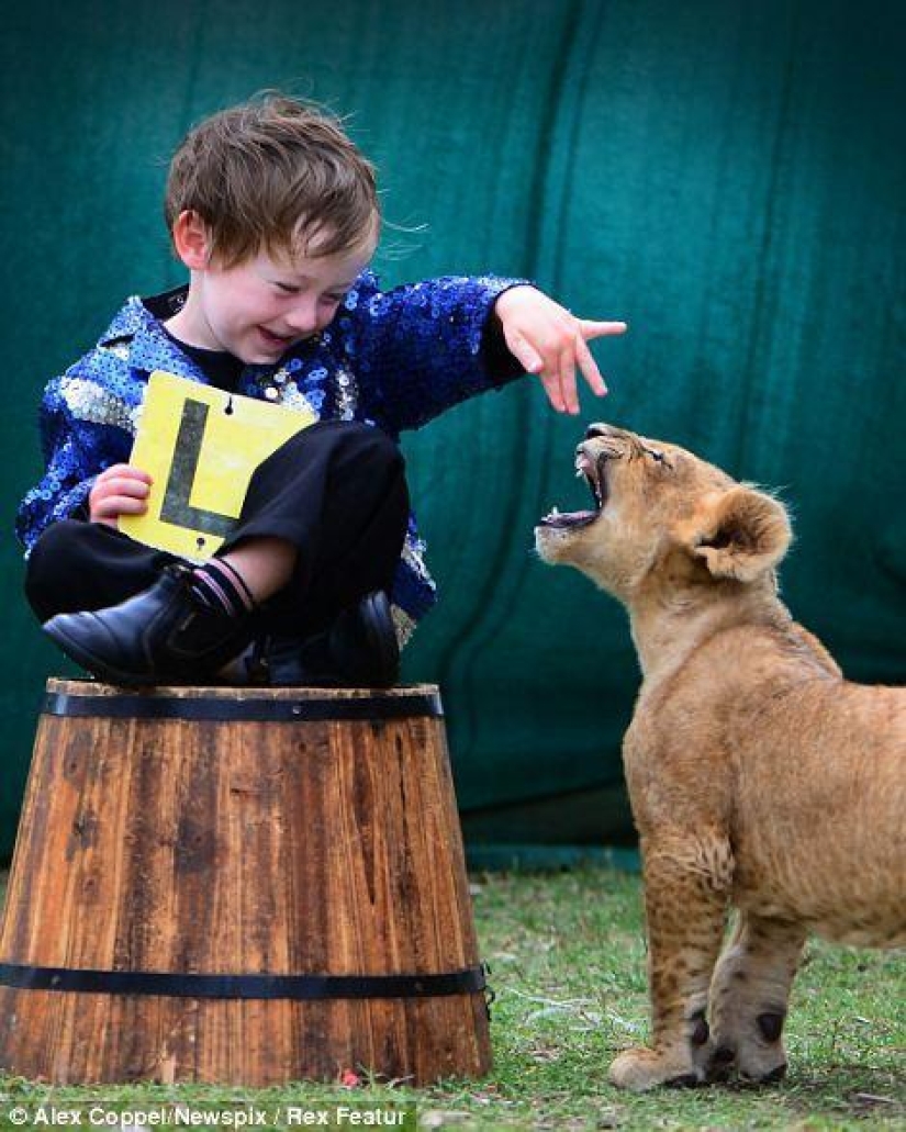Little circus performer and his pet lion cub Tsimbi Little circus performer and his pet lion cub Tsimbi