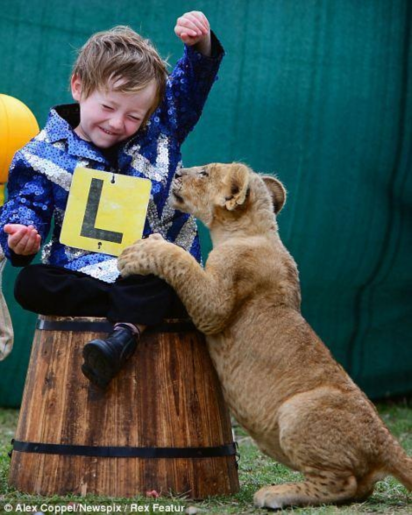 Little circus performer and his pet lion cub Tsimbi Little circus performer and his pet lion cub Tsimbi