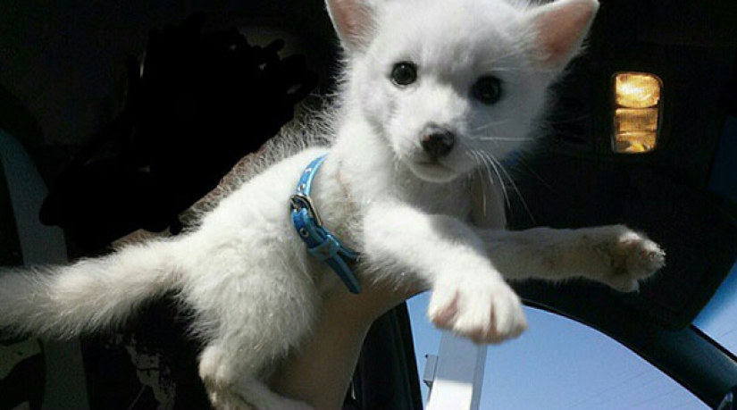 Little pranksters fox cubs Frigga and Odin Little pranksters fox cubs Frigga and Odin