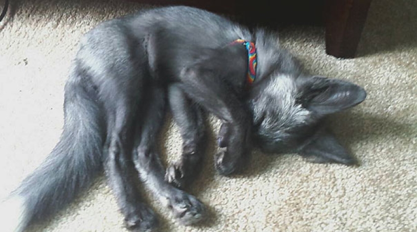 Little pranksters fox cubs Frigga and Odin Little pranksters fox cubs Frigga and Odin