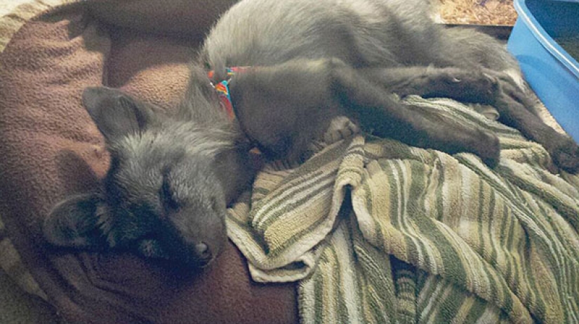 Little pranksters fox cubs Frigga and Odin Little pranksters fox cubs Frigga and Odin