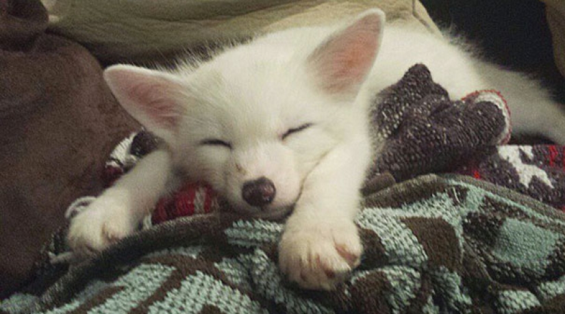 Little pranksters fox cubs Frigga and Odin Little pranksters fox cubs Frigga and Odin