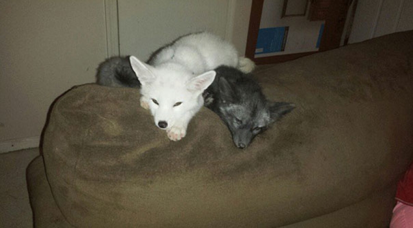 Little pranksters fox cubs Frigga and Odin Little pranksters fox cubs Frigga and Odin