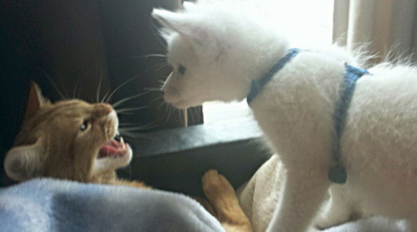 Little pranksters fox cubs Frigga and Odin Little pranksters fox cubs Frigga and Odin