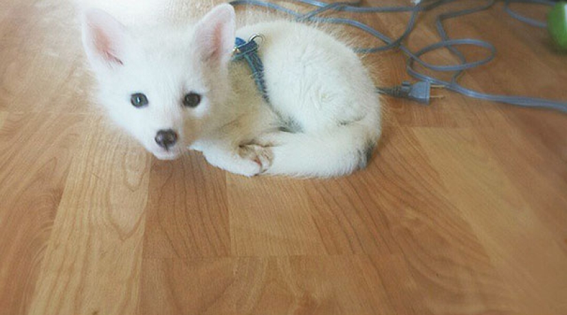 Little pranksters fox cubs Frigga and Odin Little pranksters fox cubs Frigga and Odin