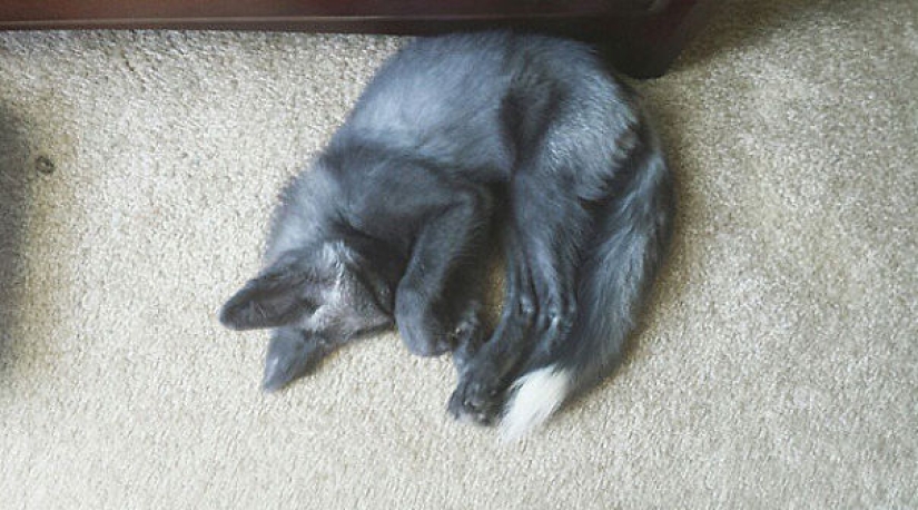 Little pranksters fox cubs Frigga and Odin Little pranksters fox cubs Frigga and Odin