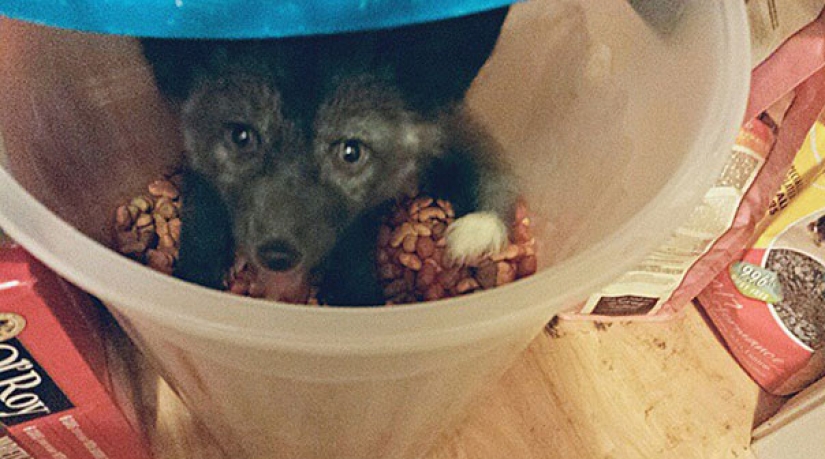 Little pranksters fox cubs Frigga and Odin Little pranksters fox cubs Frigga and Odin