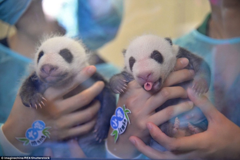 Little twin pandas were shown to the public for the first time in Macau Little twin pandas were shown to the public for the first time in Macau