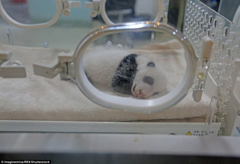Little twin pandas were shown to the public for the first time in Macau Little twin pandas were shown to the public for the first time in Macau