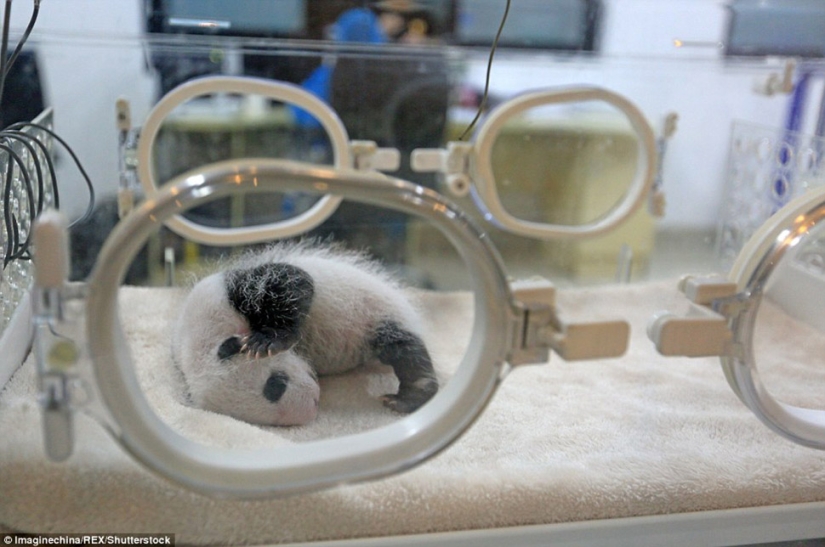 Little twin pandas were shown to the public for the first time in Macau Little twin pandas were shown to the public for the first time in Macau