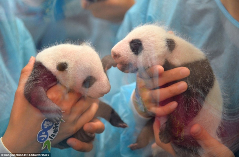 Little twin pandas were shown to the public for the first time in Macau Little twin pandas were shown to the public for the first time in Macau