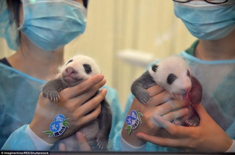 Little twin pandas were shown to the public for the first time in Macau Little twin pandas were shown to the public for the first time in Macau