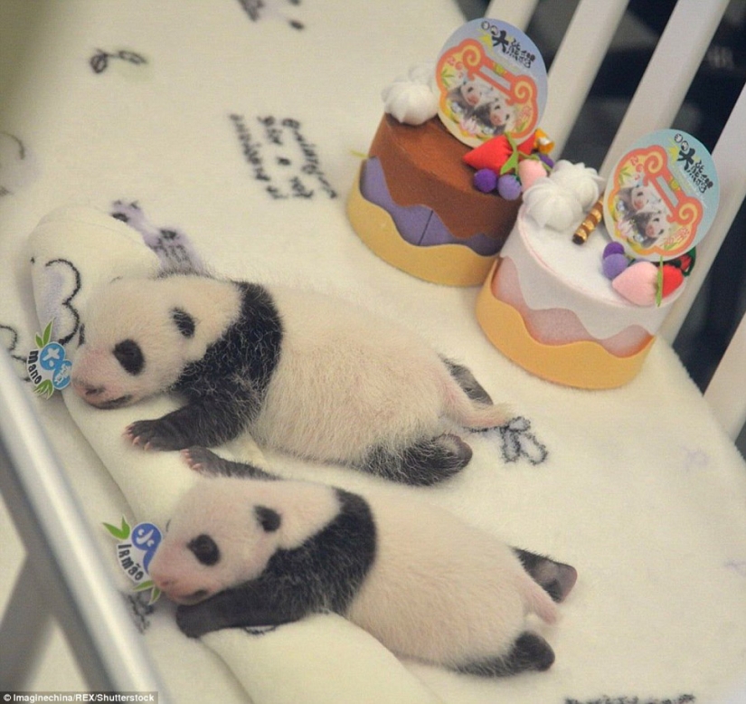 Little twin pandas were shown to the public for the first time in Macau Little twin pandas were shown to the public for the first time in Macau