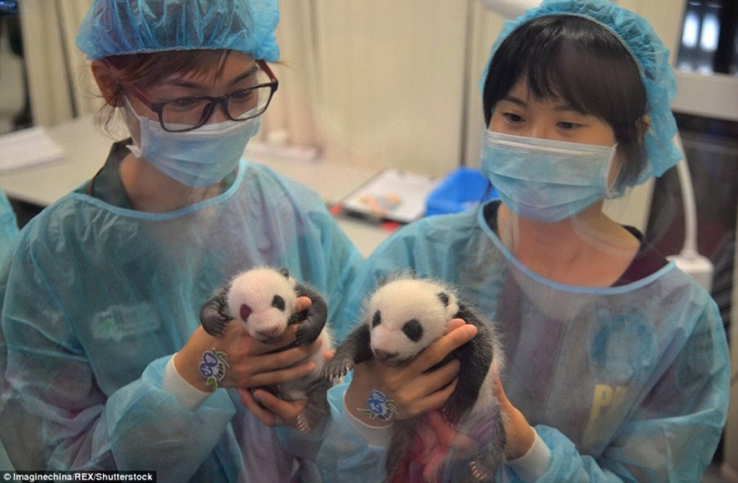 Little twin pandas were shown to the public for the first time in Macau Little twin pandas were shown to the public for the first time in Macau