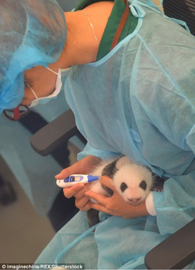Little twin pandas were shown to the public for the first time in Macau Little twin pandas were shown to the public for the first time in Macau