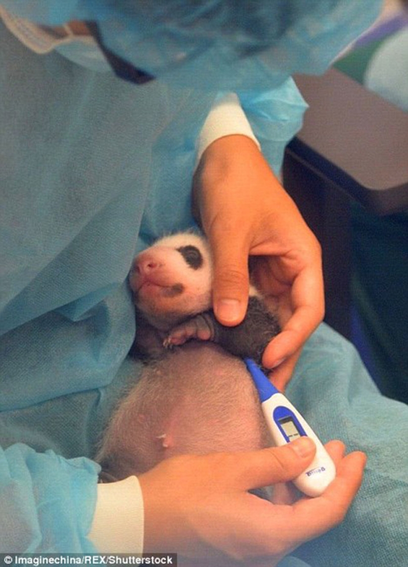 Little twin pandas were shown to the public for the first time in Macau Little twin pandas were shown to the public for the first time in Macau