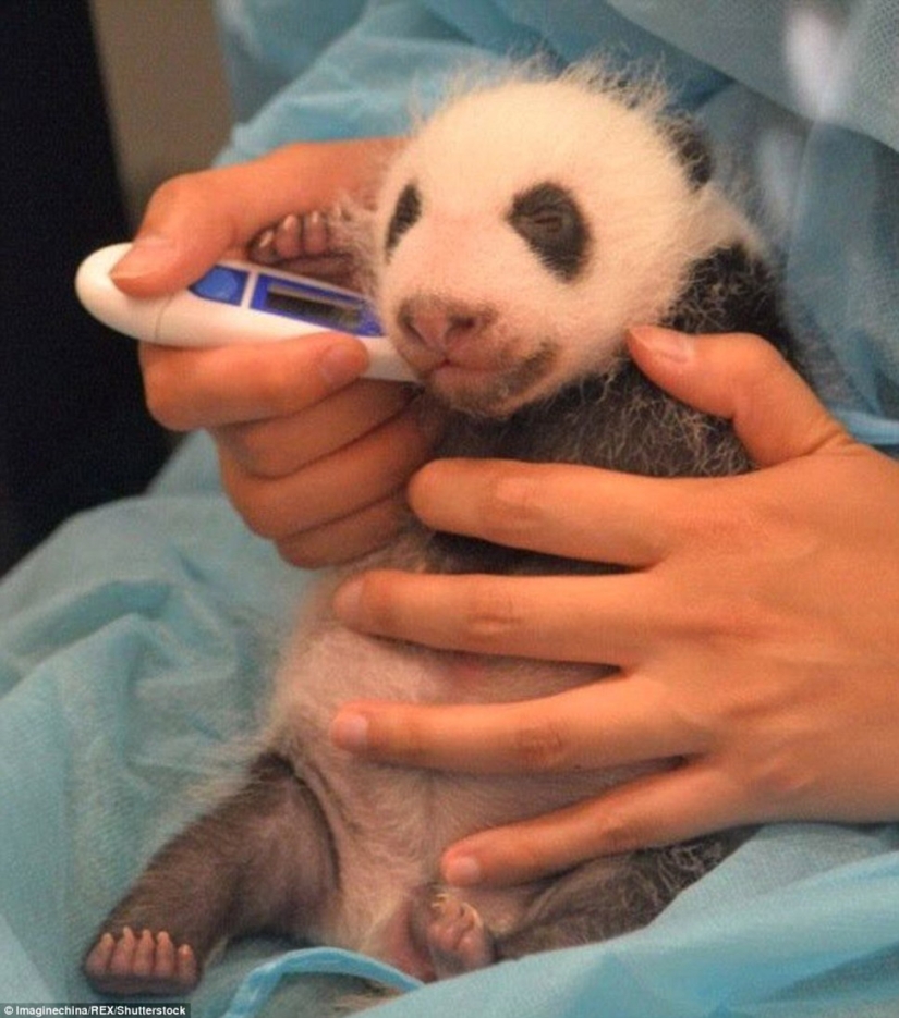 Little twin pandas were shown to the public for the first time in Macau Little twin pandas were shown to the public for the first time in Macau