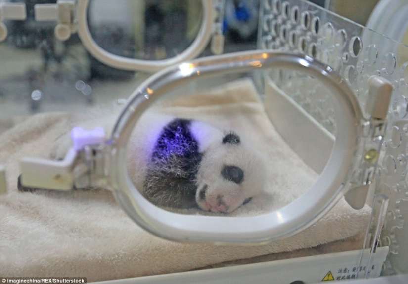 Little twin pandas were shown to the public for the first time in Macau Little twin pandas were shown to the public for the first time in Macau