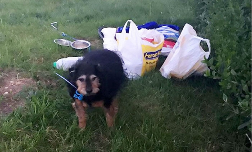 "Lo siento, no lo necesito": a un británico se le confió un perro y lo arrojó a un campo