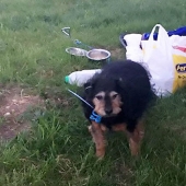 "Lo siento, no lo necesito": a un británico se le confió un perro y lo arrojó a un campo