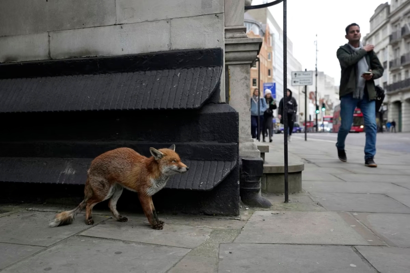 London is the city of foxes