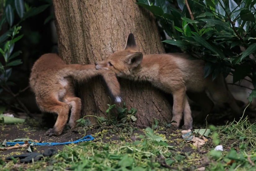 London is the city of foxes