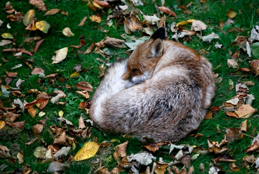 London is the city of foxes