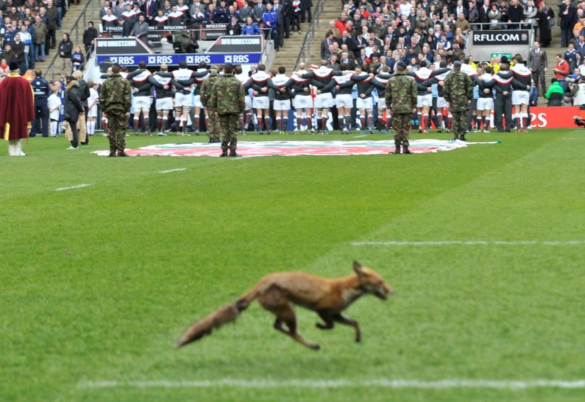 London is the city of foxes