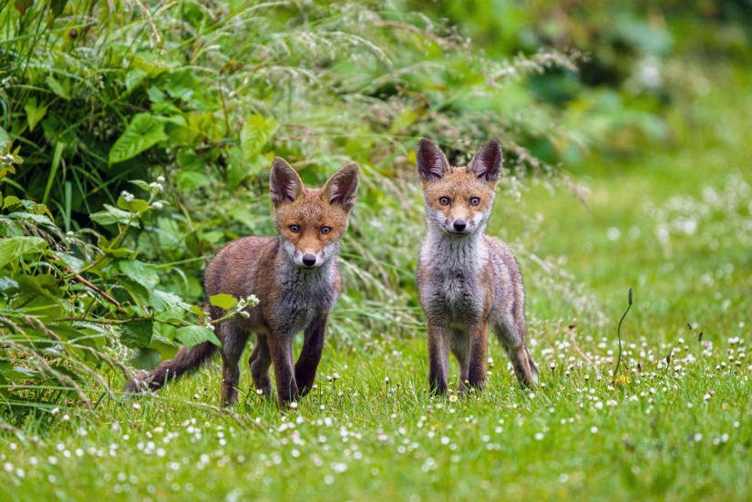 London is the city of foxes