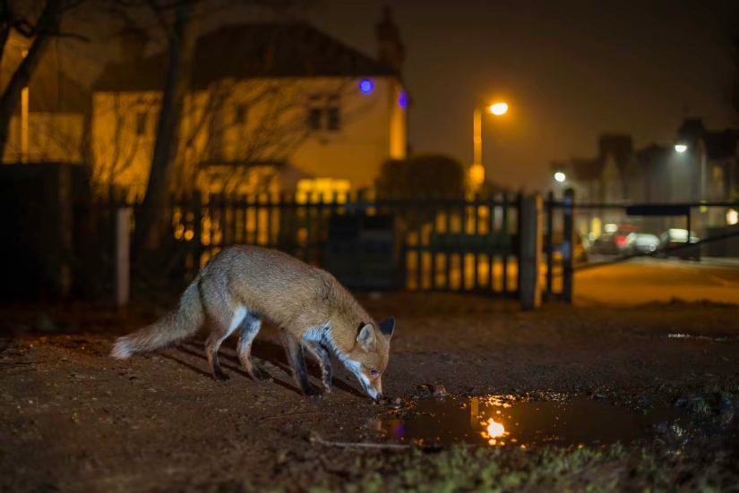 London is the city of foxes