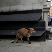 London is the city of foxes