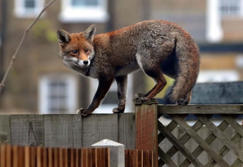 London is the city of foxes