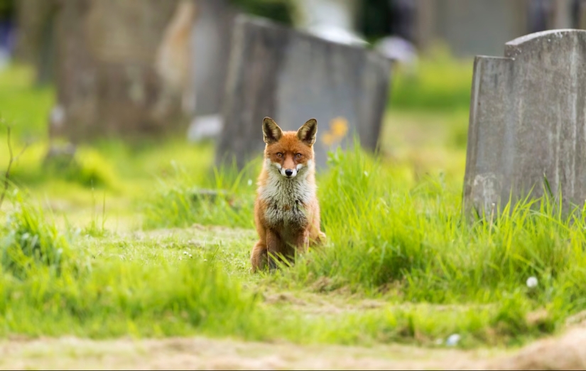 London is the city of foxes