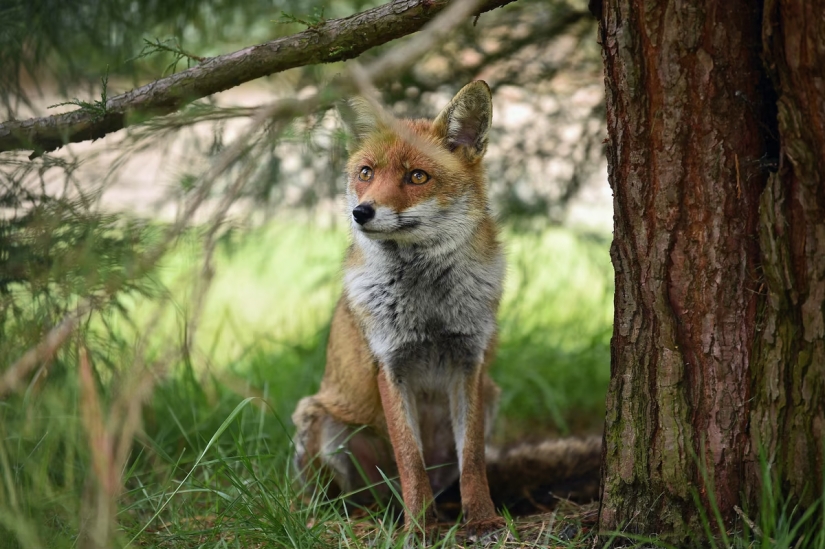 London is the city of foxes