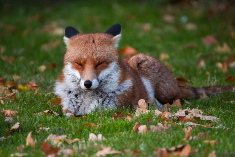 London is the city of foxes