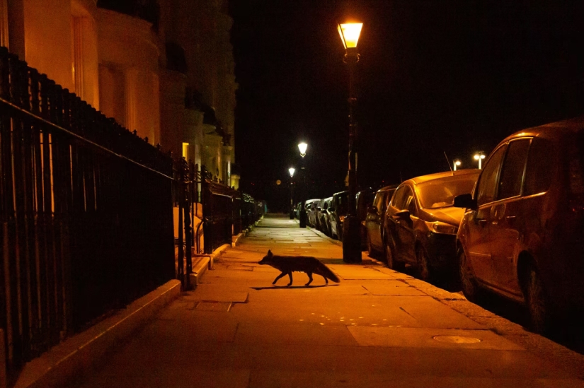 London is the city of foxes