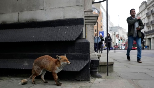 Londres es la ciudad de los zorros