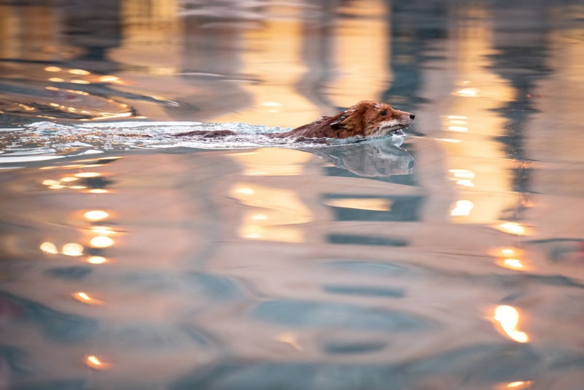 Londres es la ciudad de los zorros