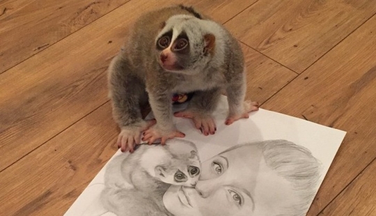 Lori llamada Sarah es el animal más conmovedor del mundo Lori llamada Sarah es el animal más conmovedor del mundo