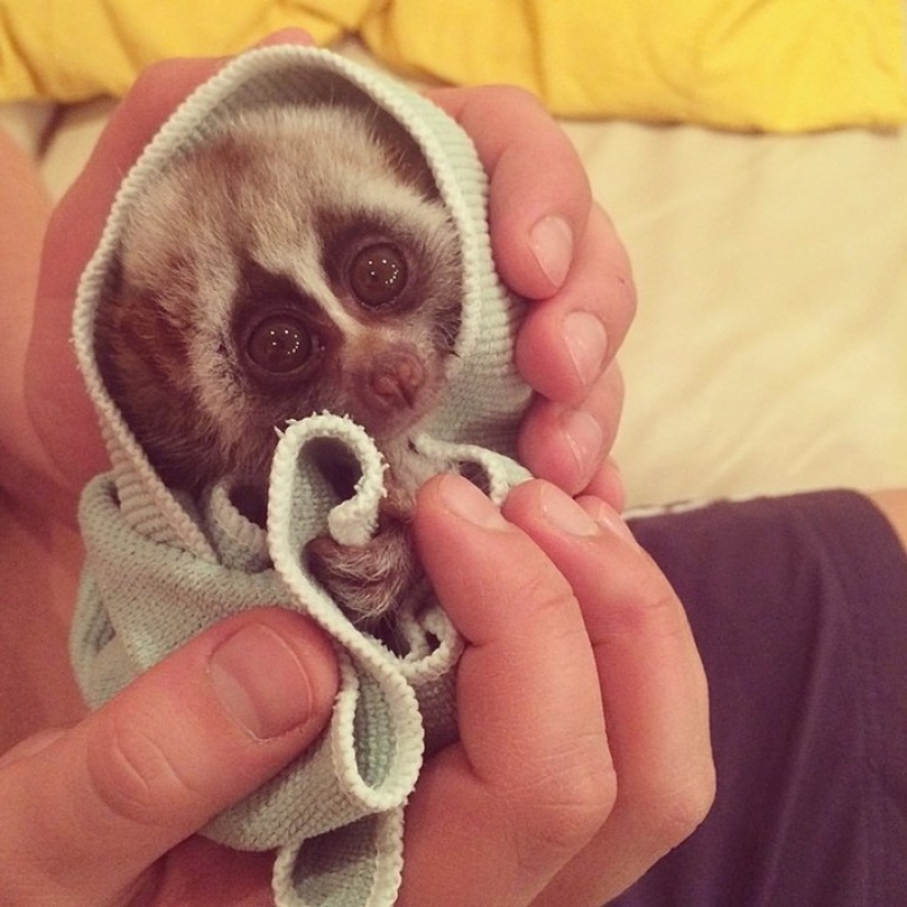 Lori named Sarah is the most touching animal in the world