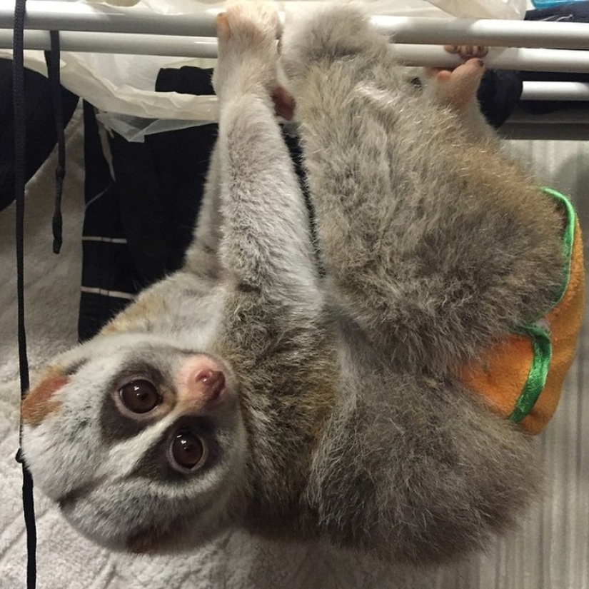 Lori named Sarah is the most touching animal in the world