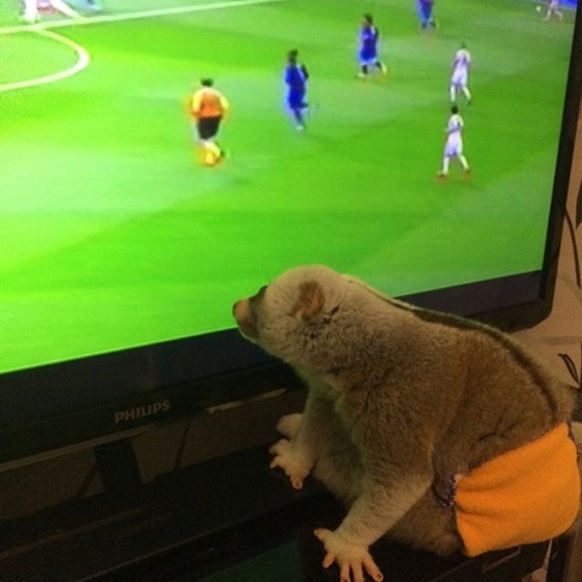 Lori named Sarah is the most touching animal in the world